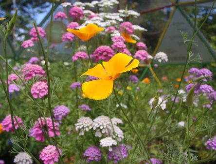 flowers in one of the CAT organic gardens