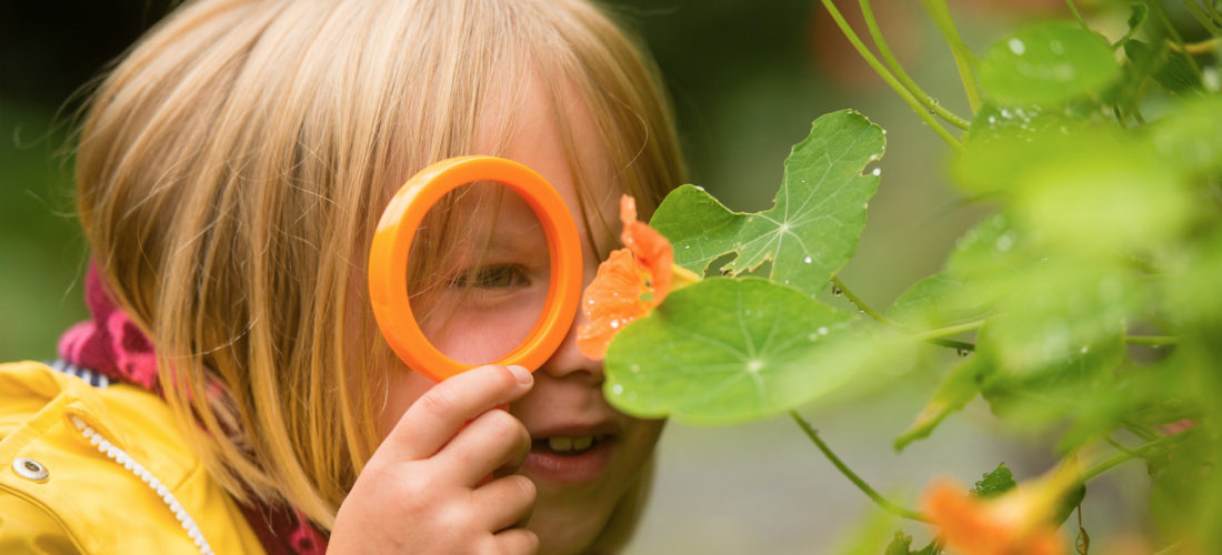 child-looking-at-nasturtium