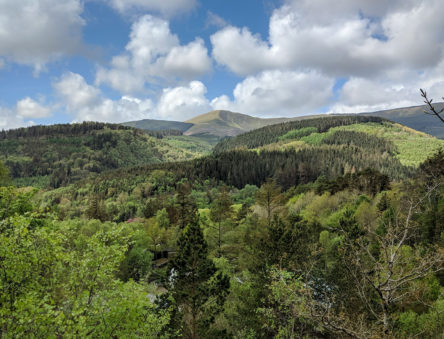 Woodlands near CAT