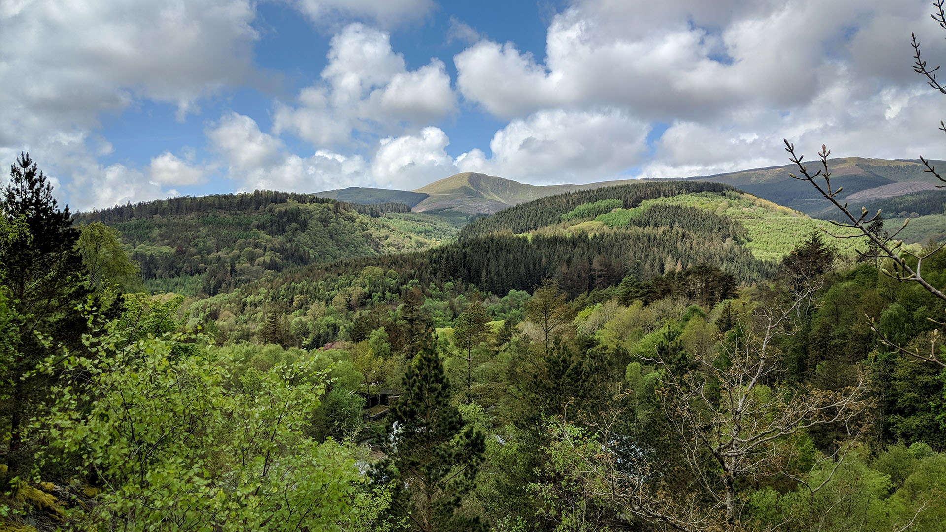 Woodlands near CAT
