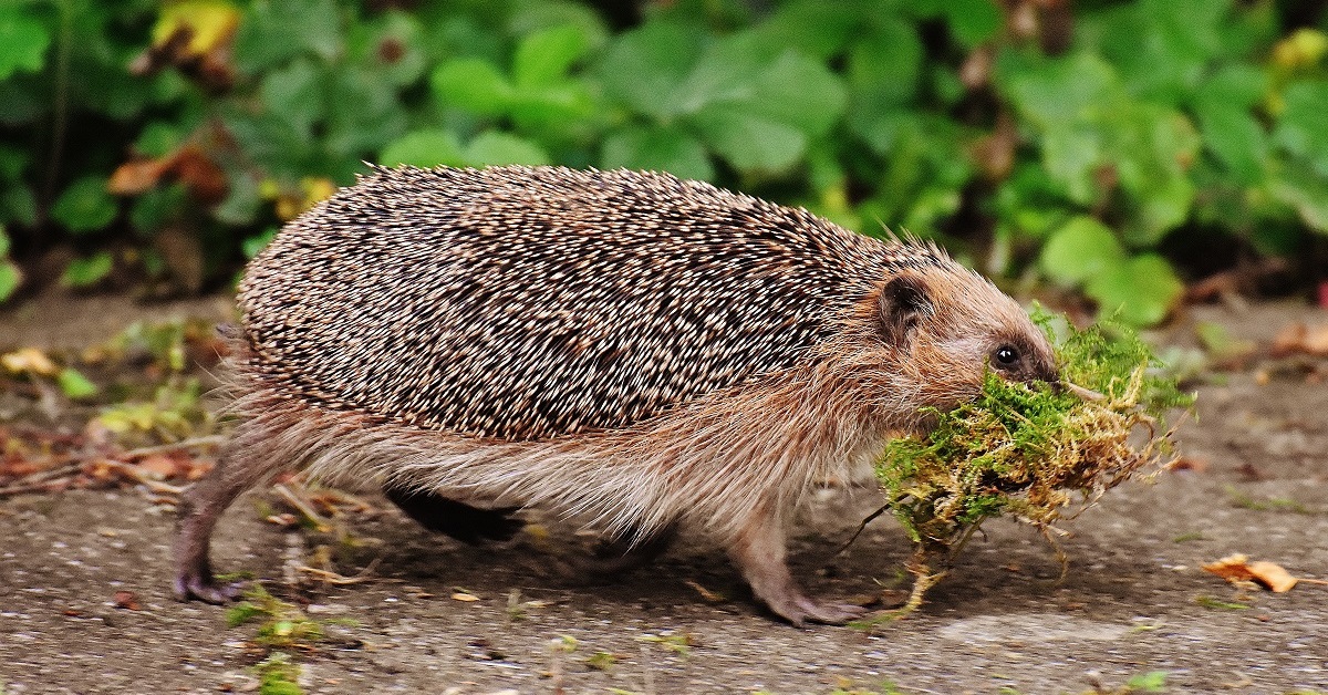 Hedgehog